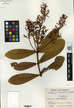 Vochysia laxiflora image