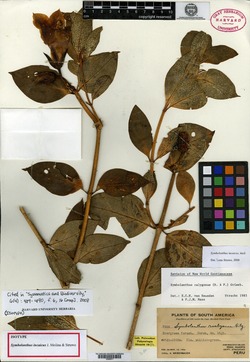 Symbolanthus incaicus image