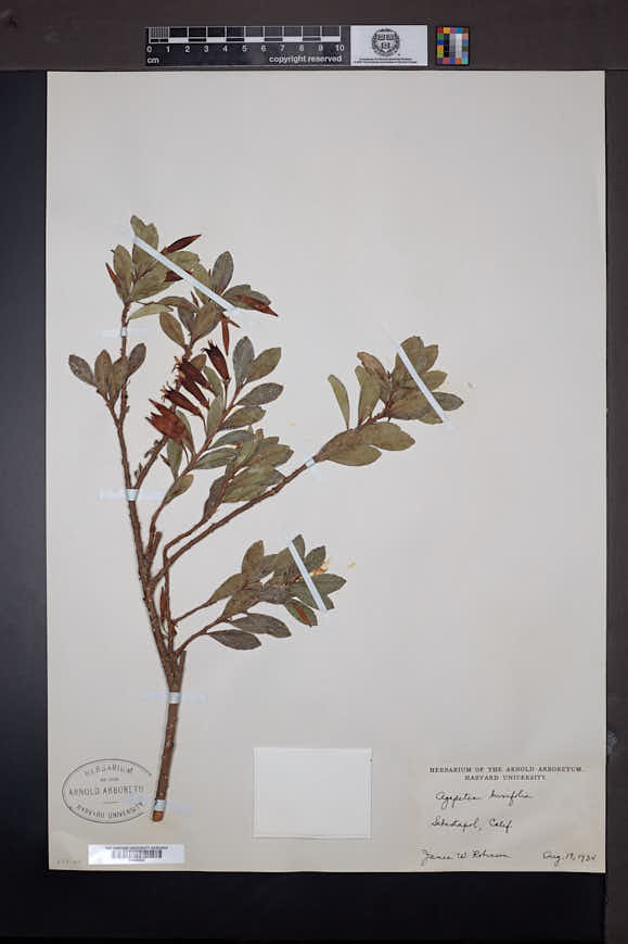 Agapetes buxifolia image