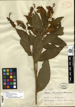 Centropogon unduavensis image