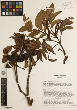 Alfaroa guanacastensis image