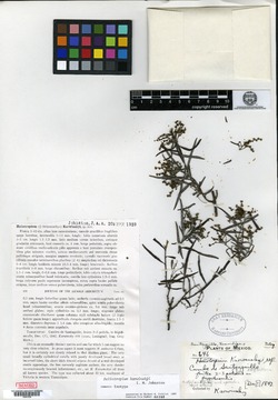 Heliotropium karwinskyi image