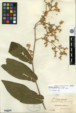 Vernonia jubifera image