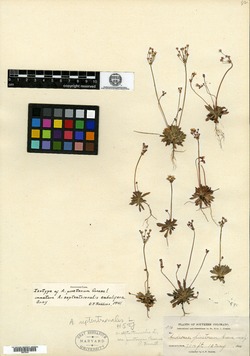 Androsace pinetorum image