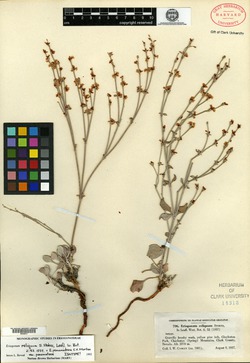 Eriogonum reliquum image