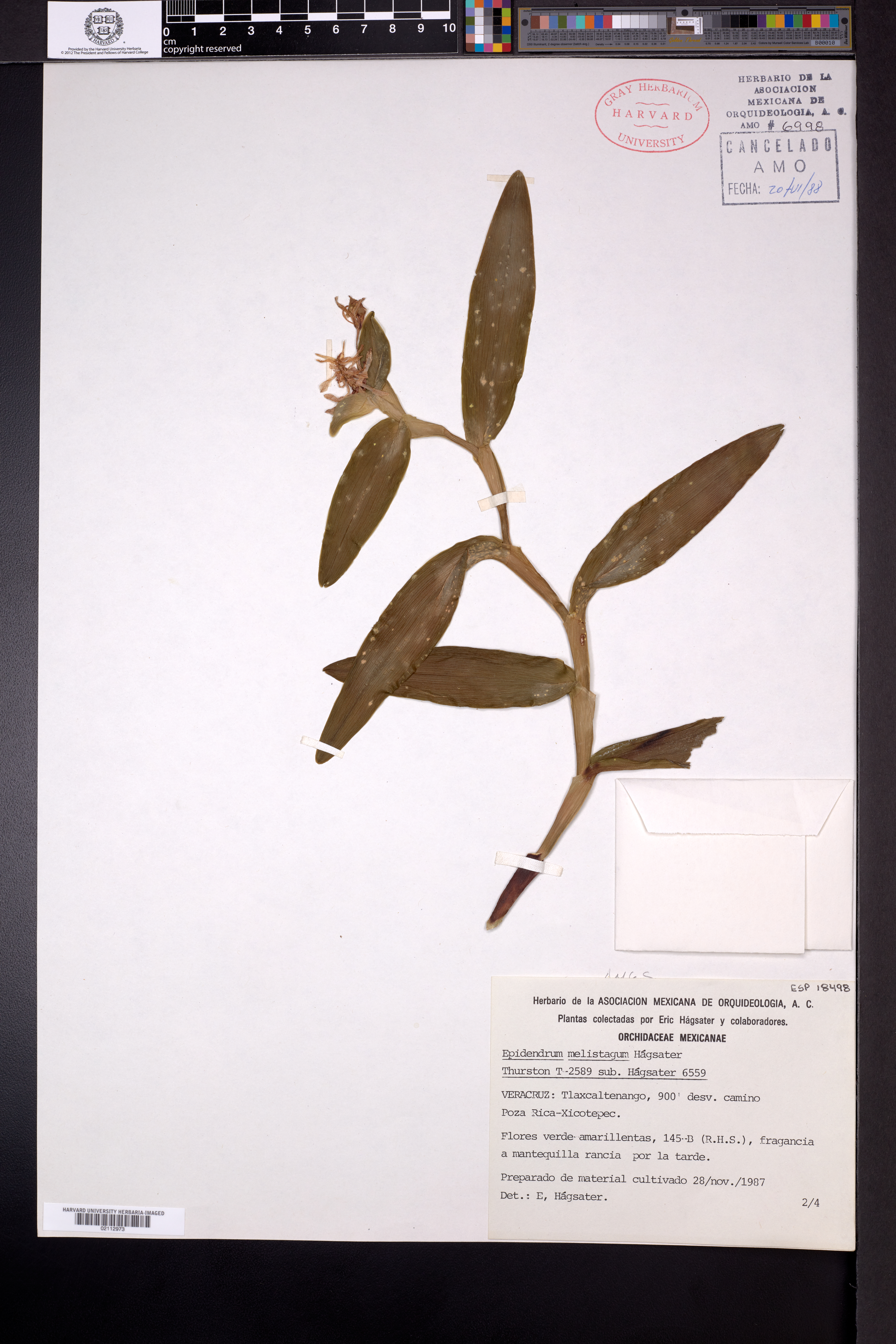 Epidendrum melistagum image