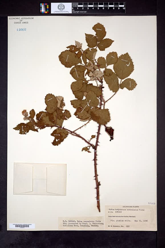 Rubus praecox image