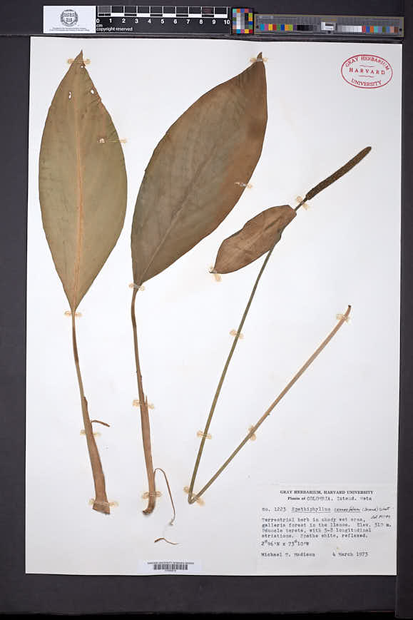 Spathiphyllum cannifolium image