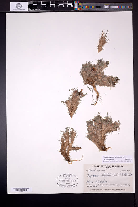 Oxytropis bryophila image
