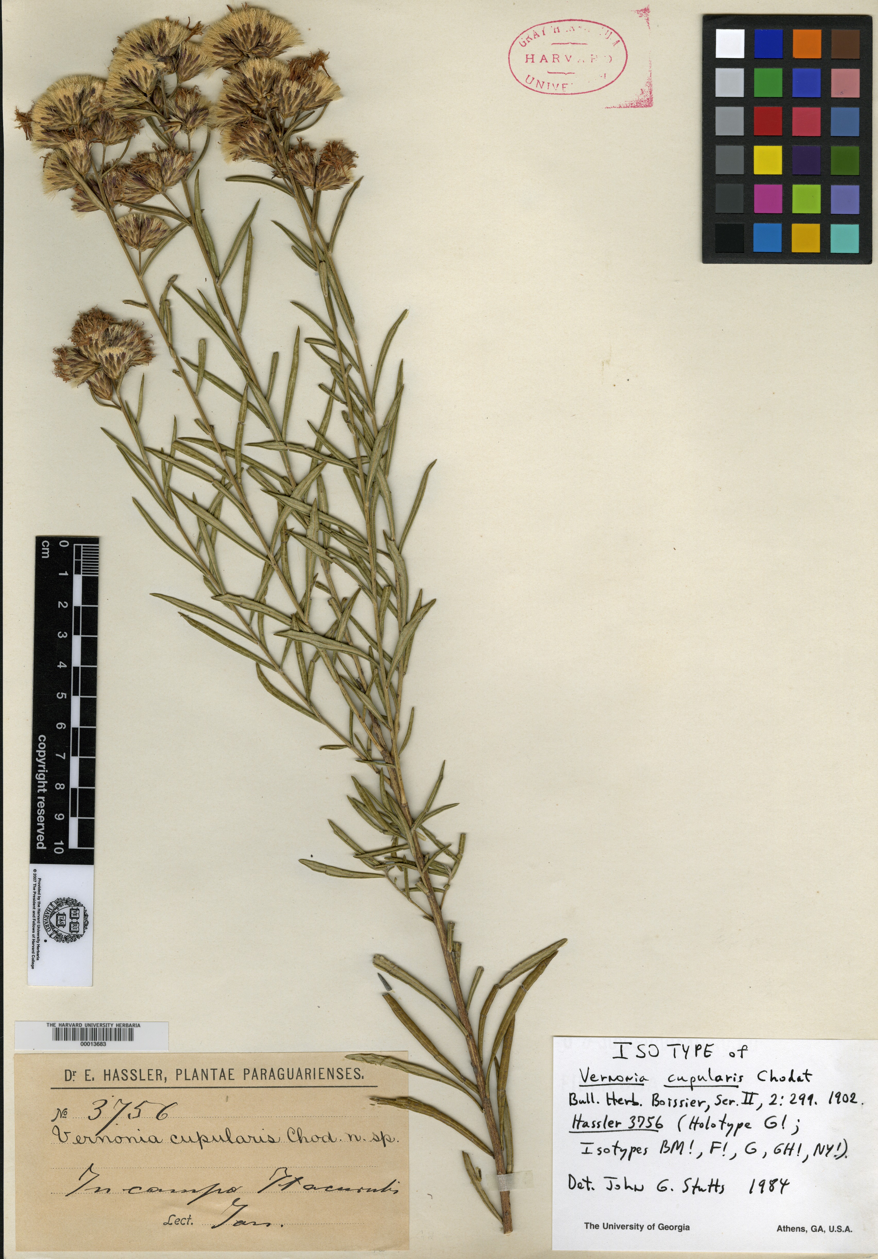 Vernonanthura cupularis image