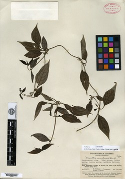 Manettia suratensis image