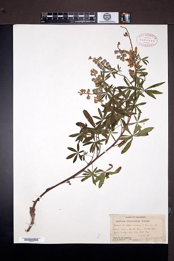 Lupinus argenteus subsp. spathulatus image