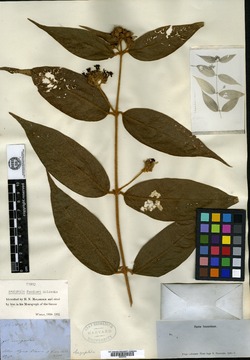 Aegiphila fendleri image