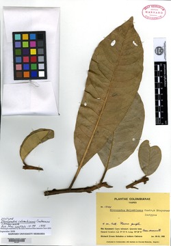 Stenopadus colombianus image