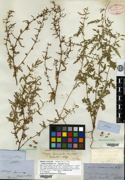 Tragia urticifolia var. laciniata image