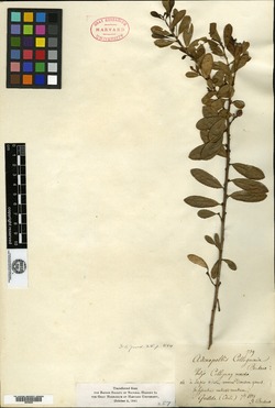 Agrostistachys gaudichaudii image