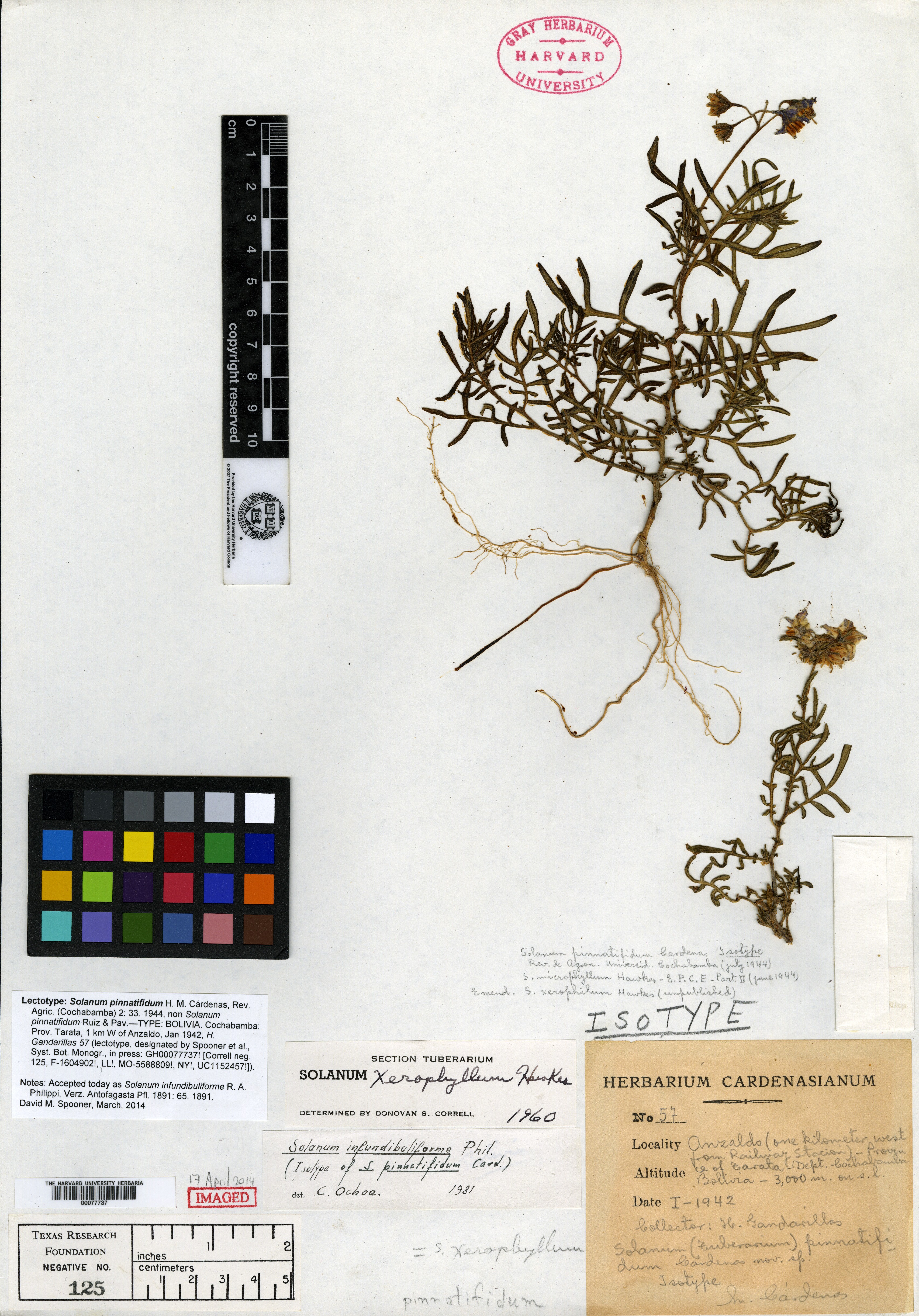 Solanum pinnatifidum image