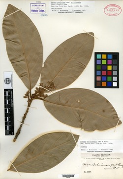 Caryodaphnopsis inaequalis image