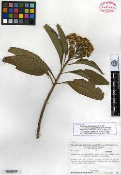 Verbesina guianensis image