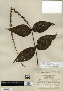 Gonzalagunia killipii image