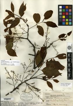Fraxinus americana var. crassifolia image