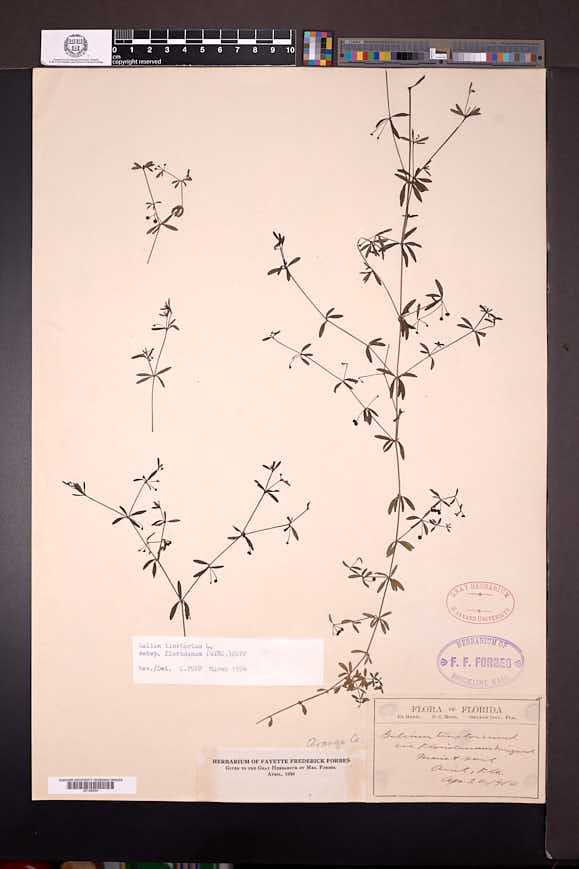 Galium tinctorium var. floridanum image