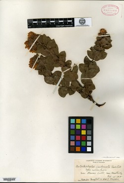 Arctostaphylos imbricata image