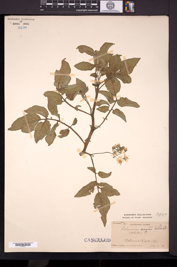 Solanum maglia image