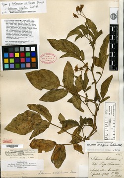 Solanum collinum image