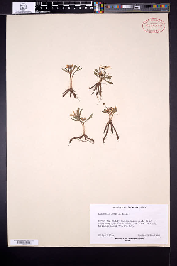 Ranunculus jovis image