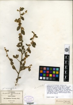 Colubrina texensis var. pedunculata image