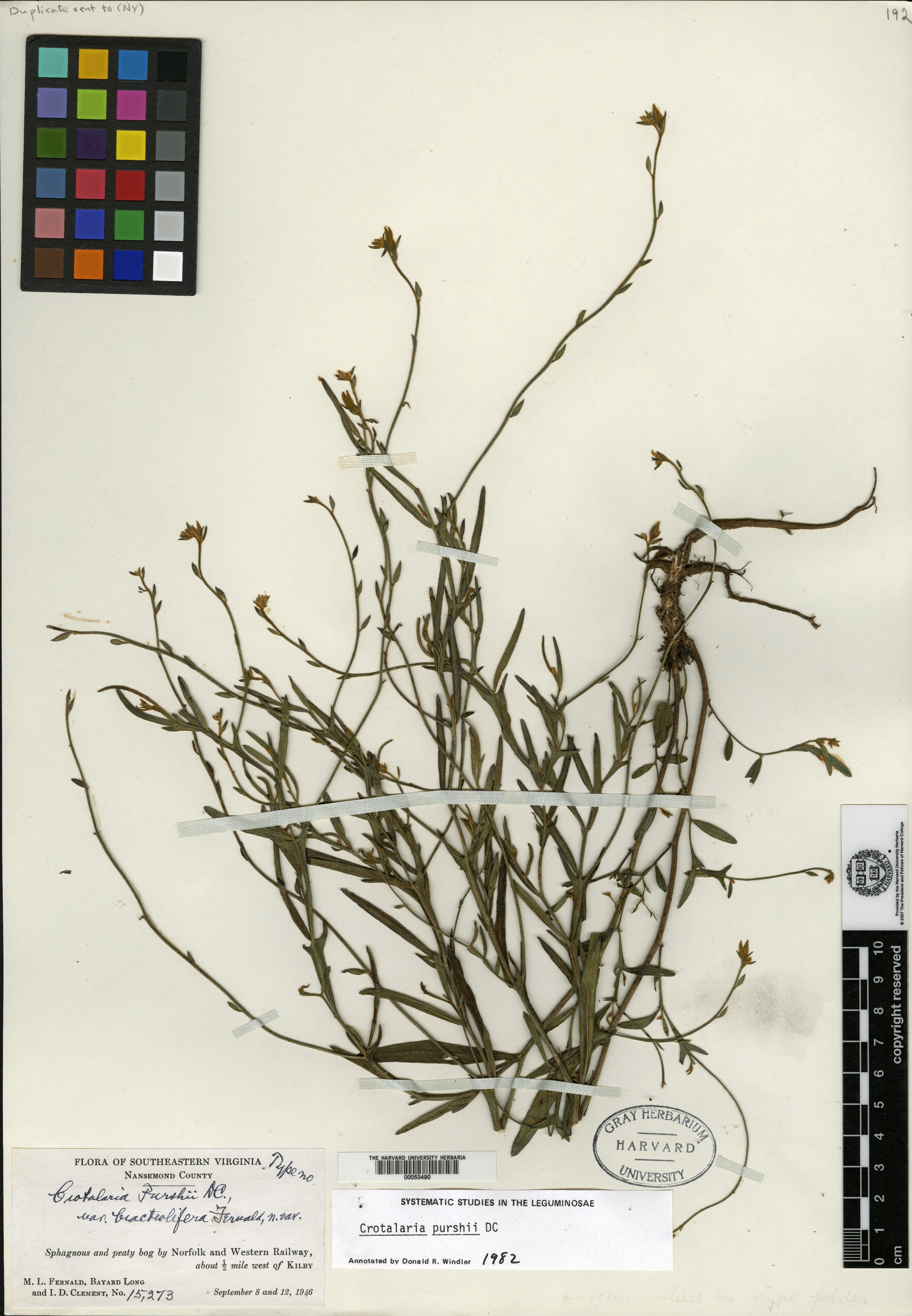 Crotalaria purshii var. bracteolifera image