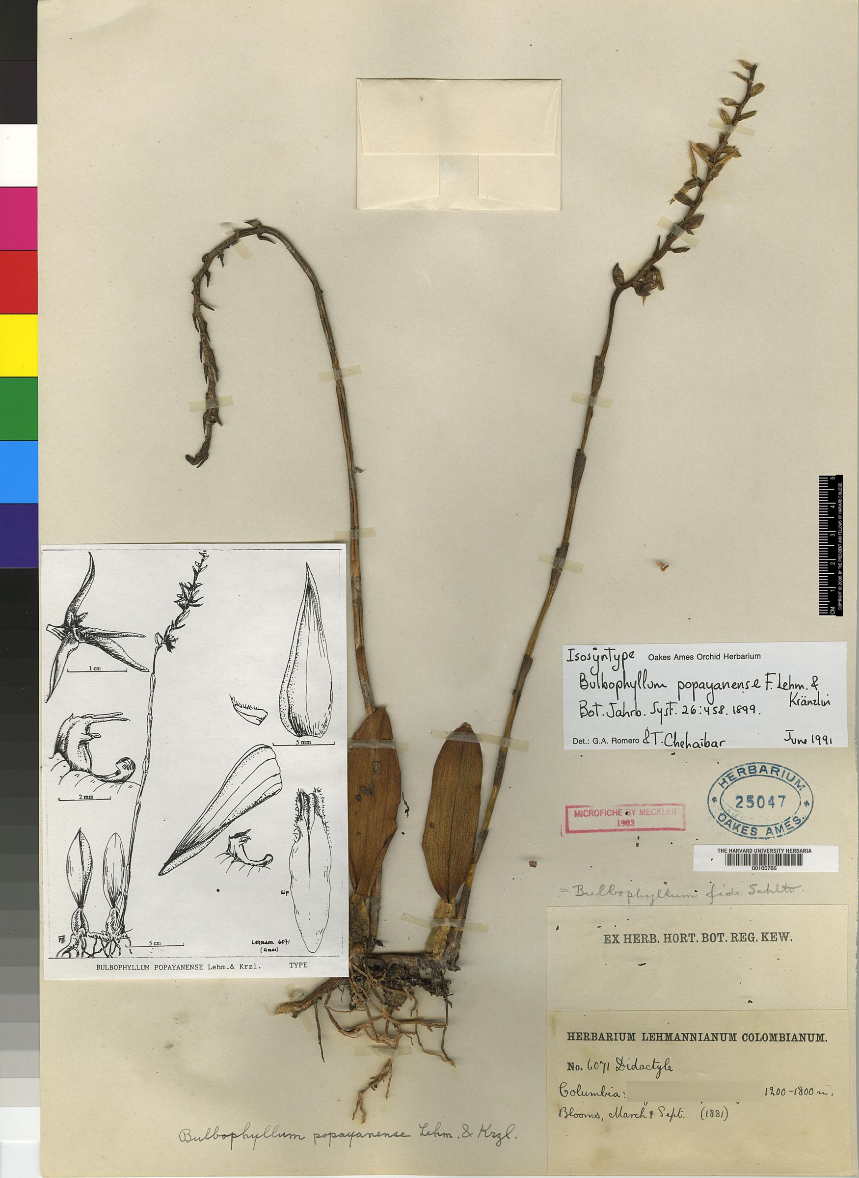 Bulbophyllum rigidum image