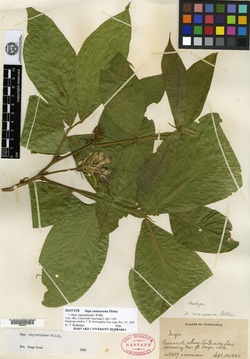 Inga densiflora image
