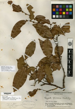 Discocarpus spruceanus image