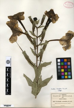 Escobedia longiflora image