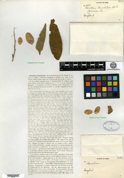 Saccellium lanceolatum image