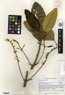 Citharexylum montanum image