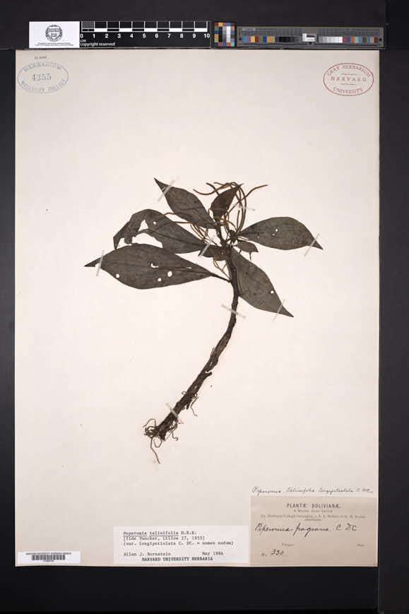 Peperomia talinifolia image