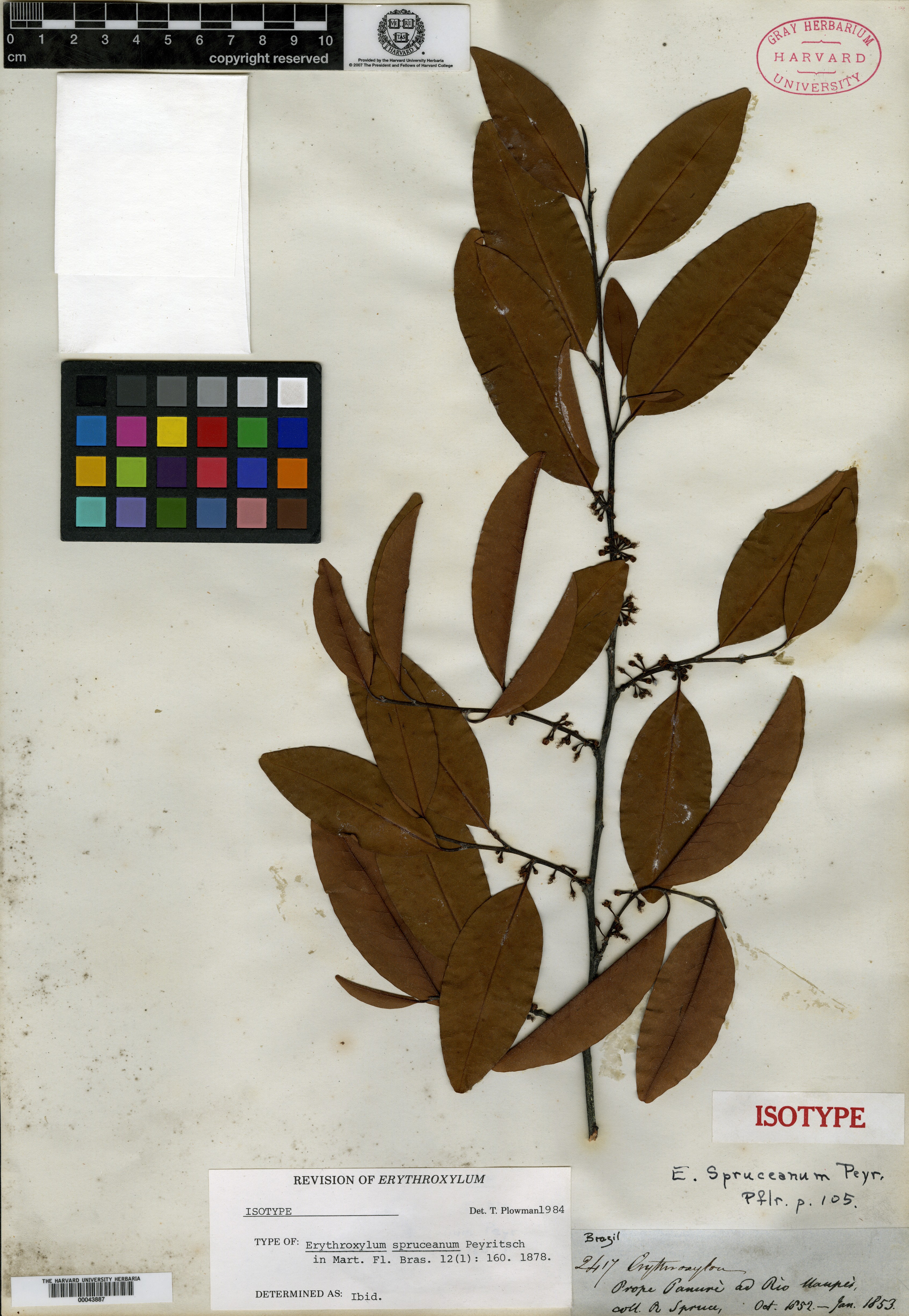 Erythroxylum spruceanum image