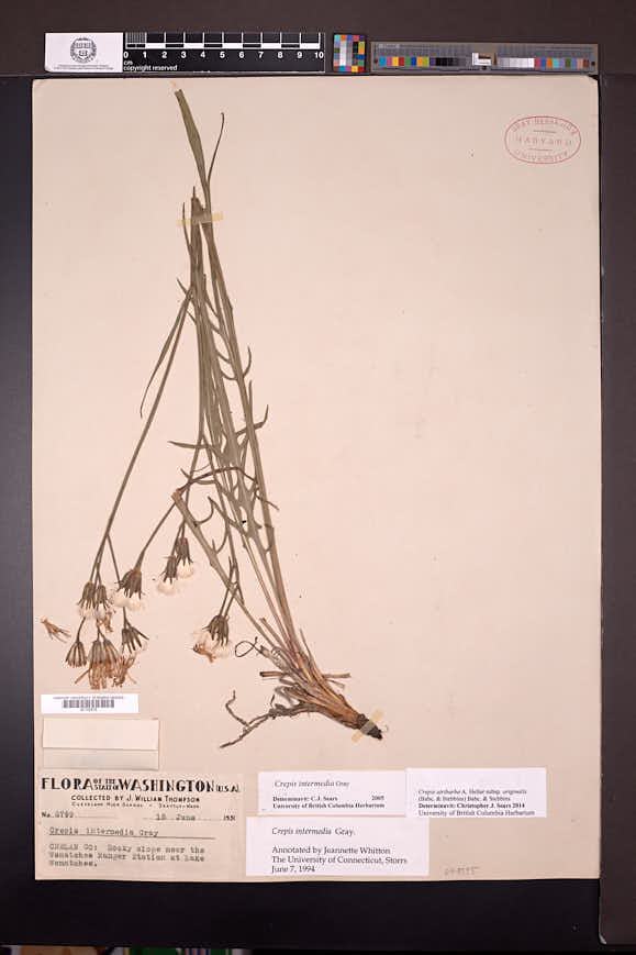 Crepis atribarba subsp. originalis image
