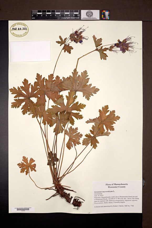 Geranium macrorrhizum image