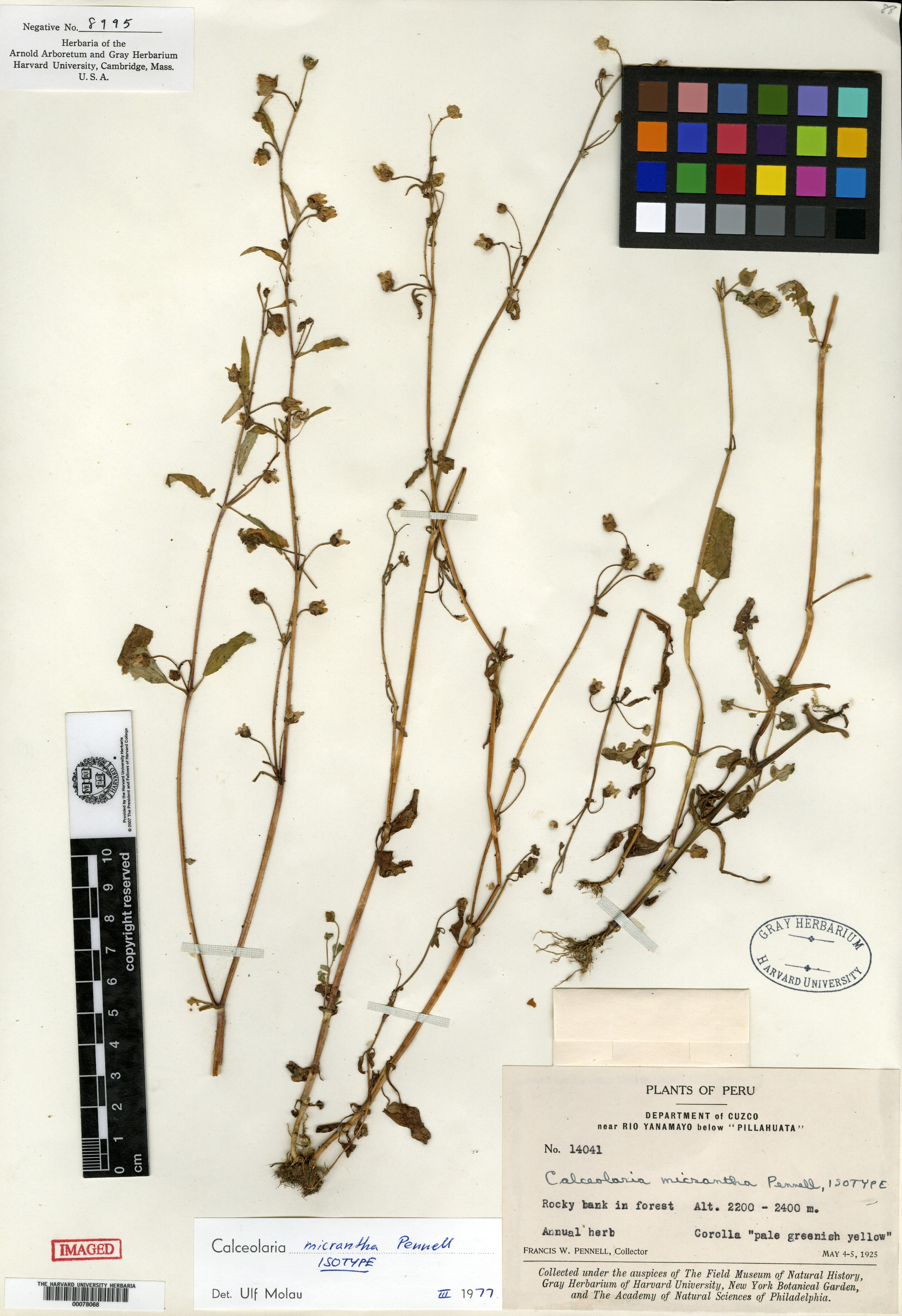 Calceolaria micrantha image