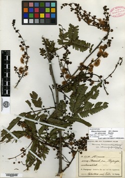 Mimosa callosa image