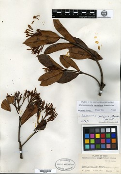 Parahancornia peruviana image
