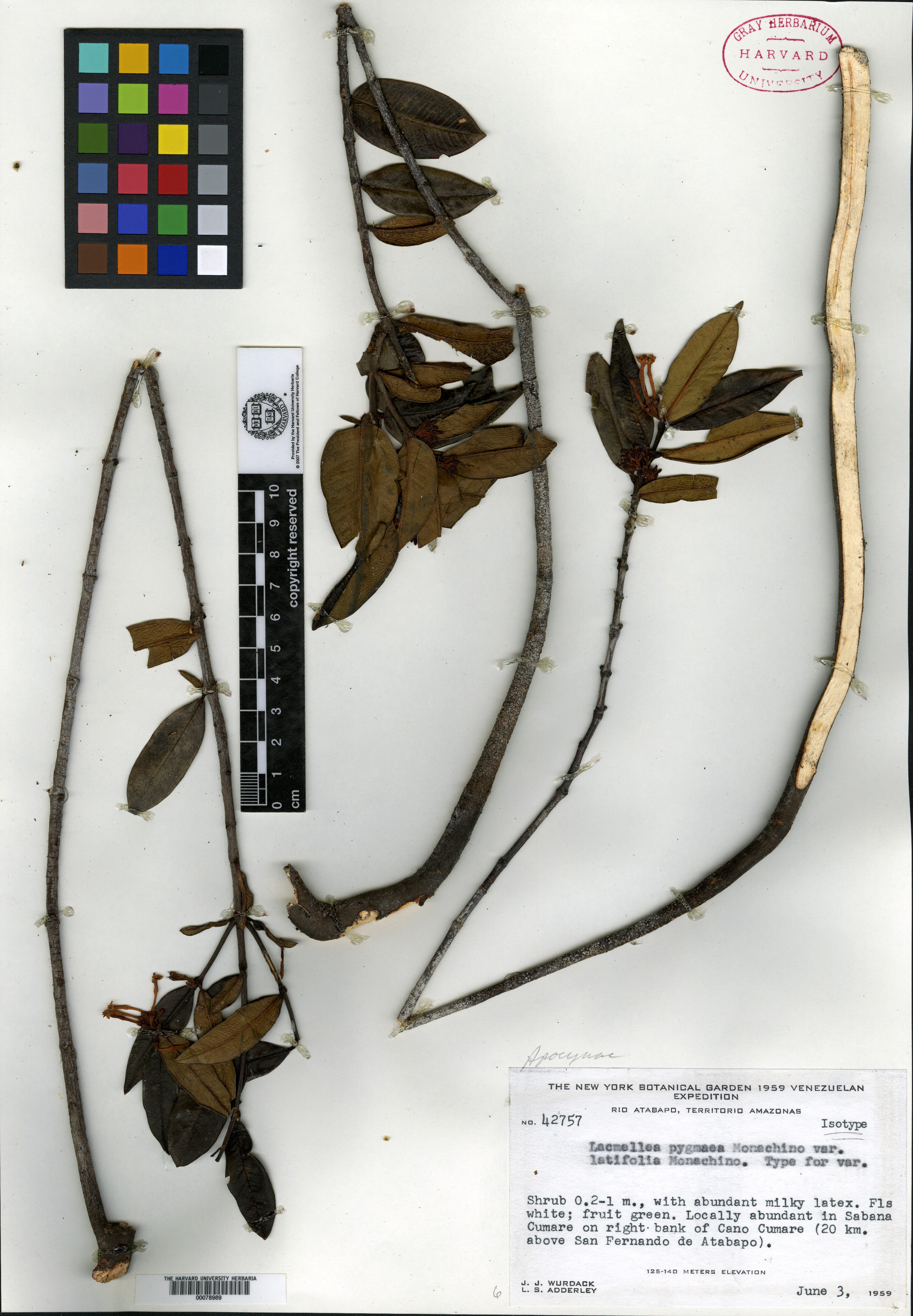 Lacmellea pygmaea var. latifolia image