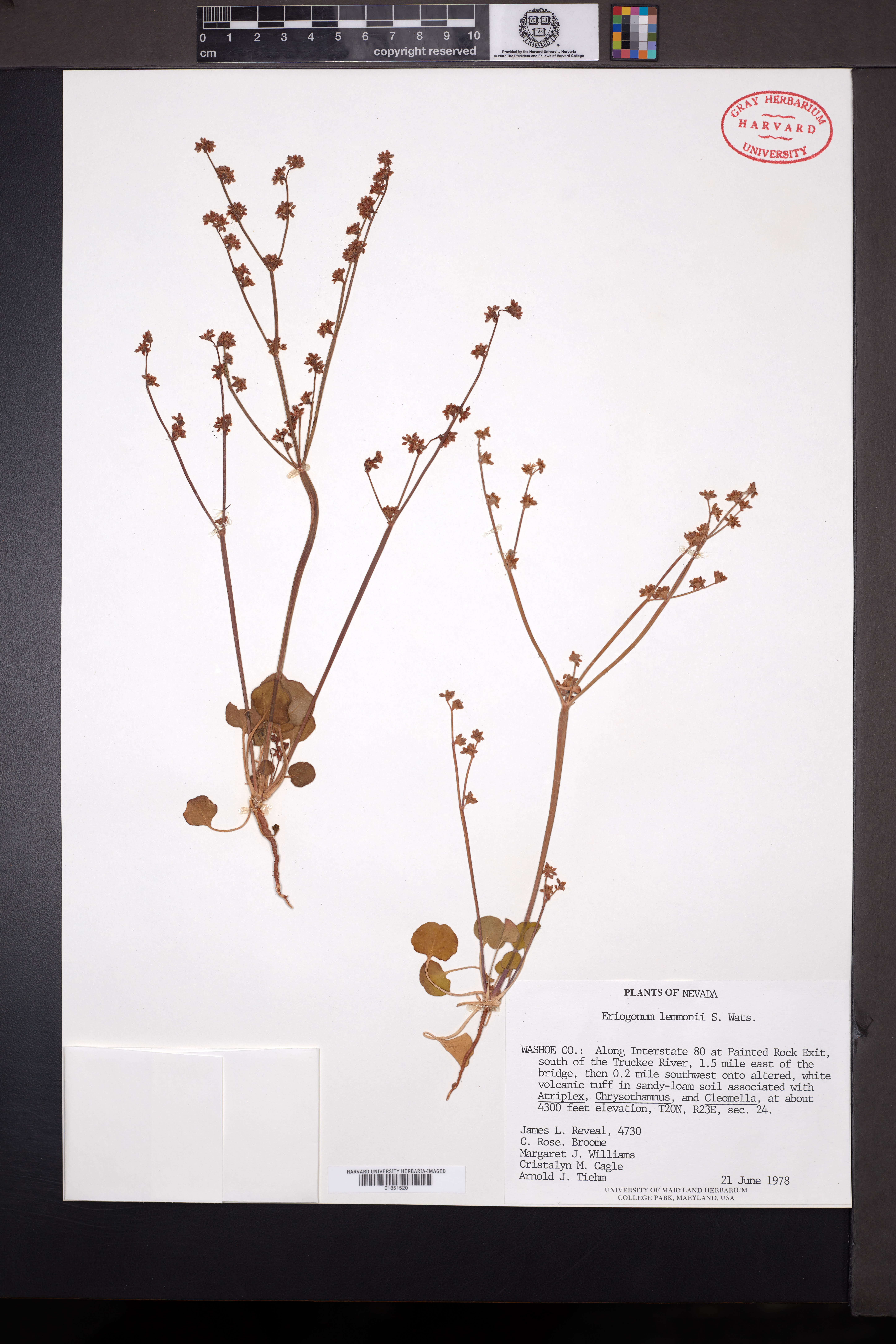 Eriogonum lemmonii image