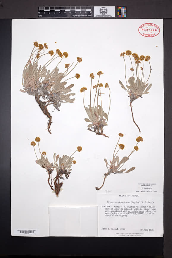Eriogonum desertorum image