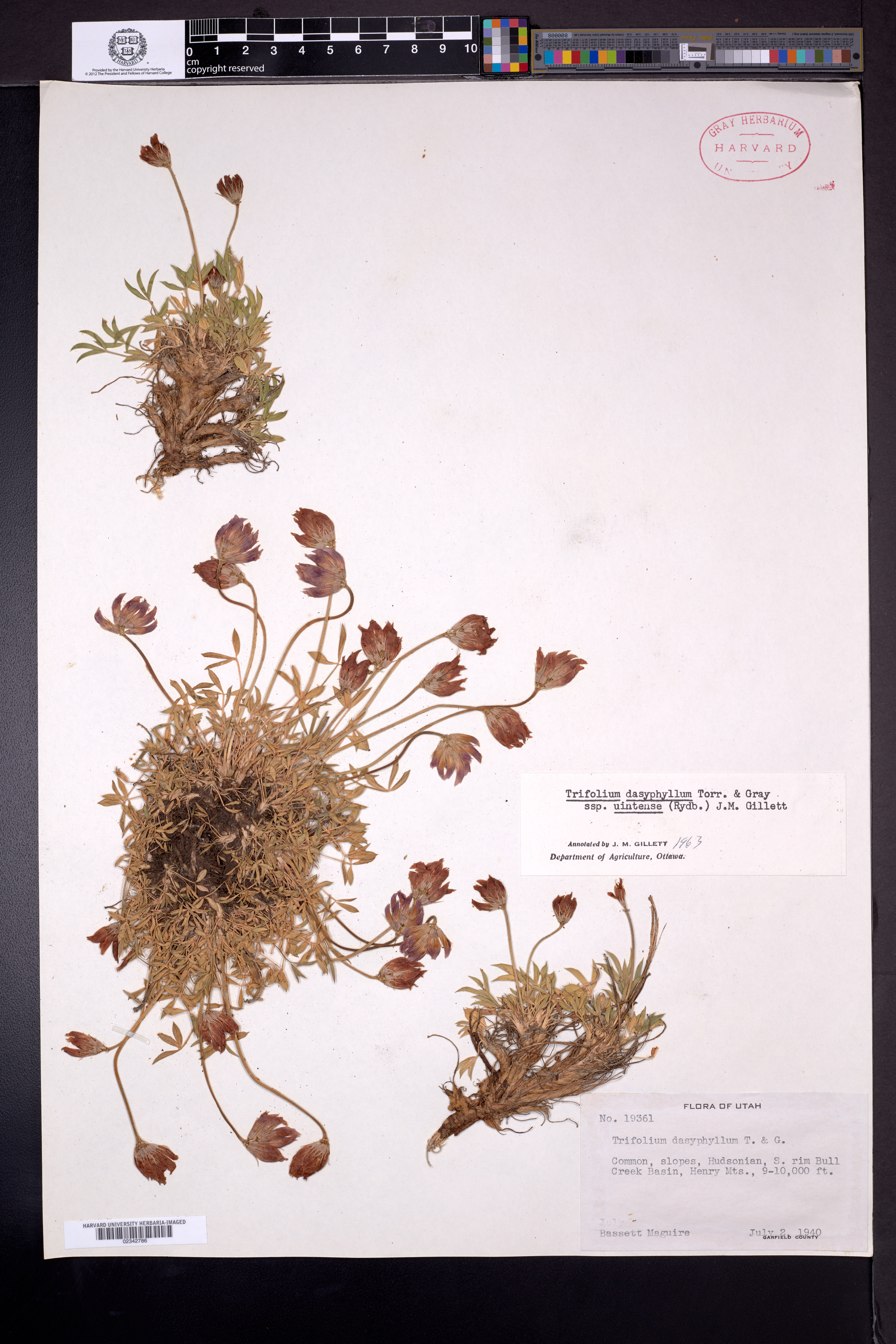 Trifolium dasyphyllum subsp. uintense image