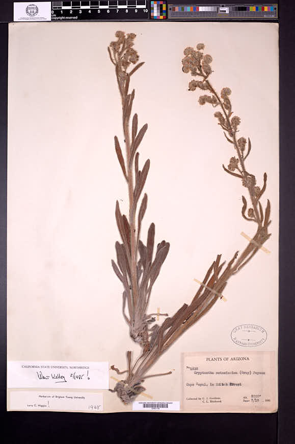 Oreocarya setosissima image